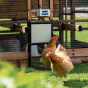 Καταπακτή για κοτόπουλα - Chicken Guard